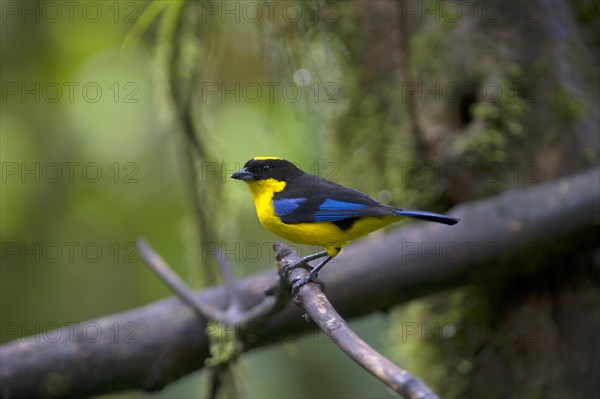 Blue-winged Mountain Tanager (Anisognathus somptuosus) male