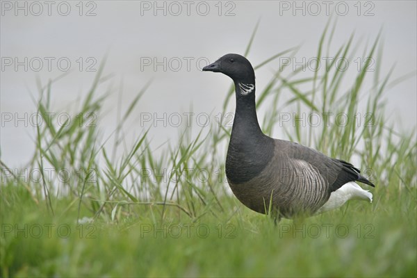 Brant Goose (Branta bernicla)