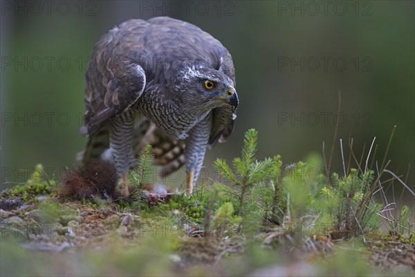Northern Goshawk (Accipiter gentilis) with a captured squirrel