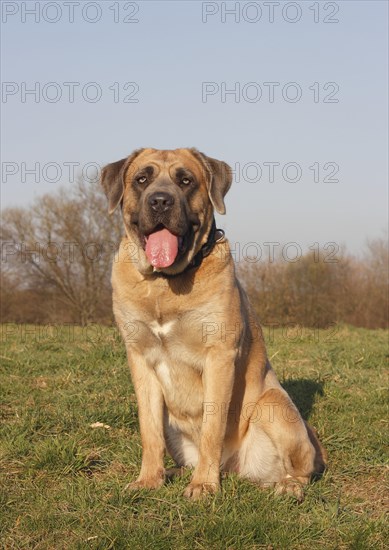 Cane Corso