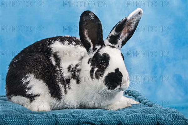 Black and white pinto rabbit
