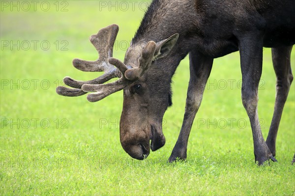 Moose (Alces alces)