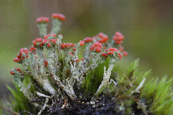 Gritty British Soldiers Lichen (Cladonia floerkeana)