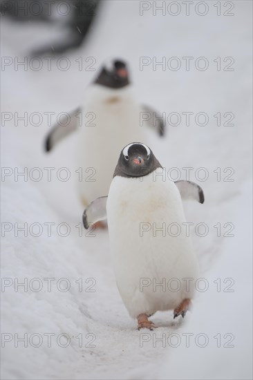 Gentoo penguins (Pygoscelis papua)