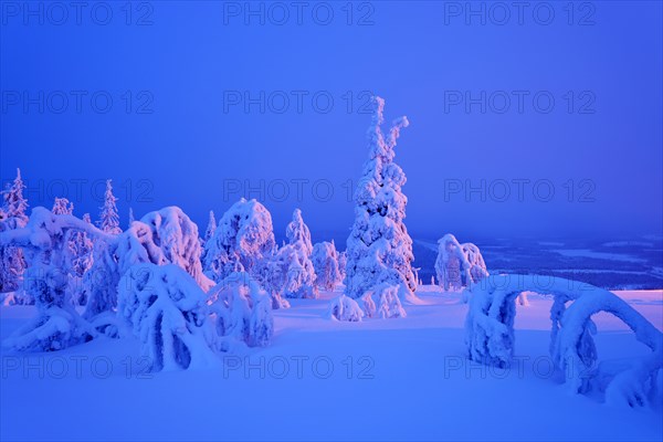 Trees in a snow-covered winter landscape