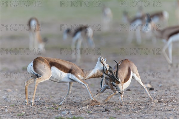 Male Springboks (Antidorcas marsupialis) fighting for dominance and social rank in the herd