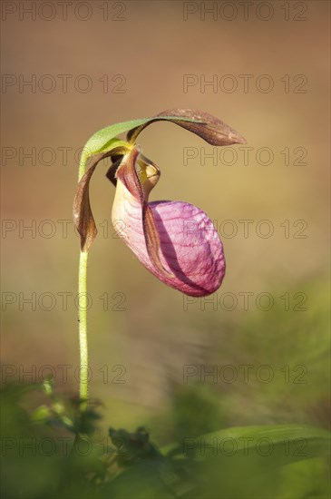 Stemless Lady's Slipper (Cypripedium acaule)
