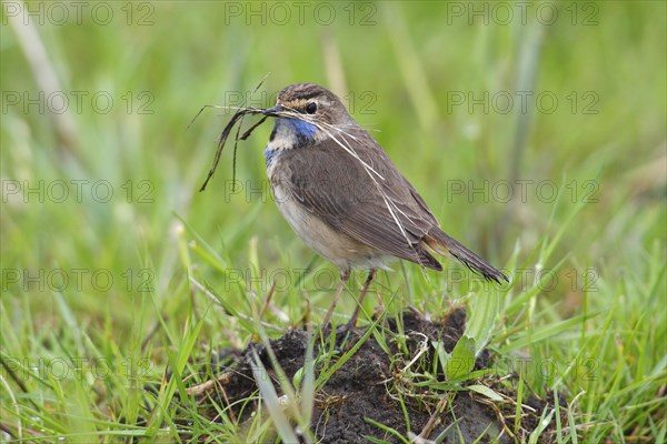 Bluethroat (Luscinia svecica cyanecula)