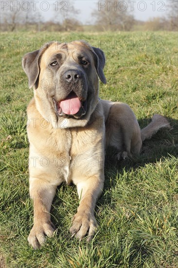 Cane Corso