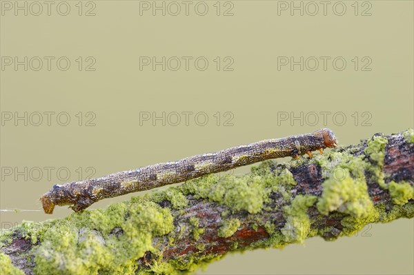 Caterpillar