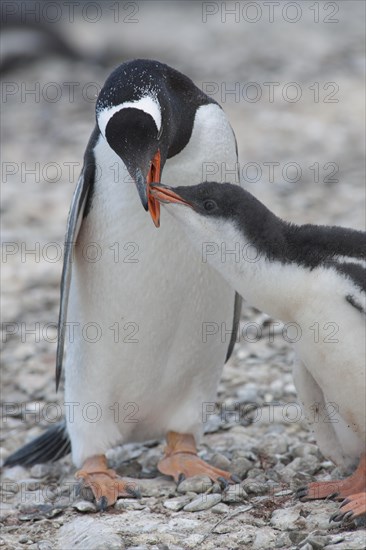 Gentoo Penguin (Pygoscelis papua) feeding young