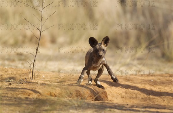 African Wild Dog (Lycaon pictus)