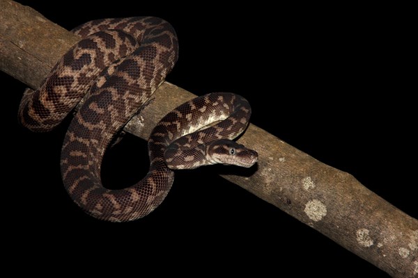 Rough-scaled Python (Morelia carinata)