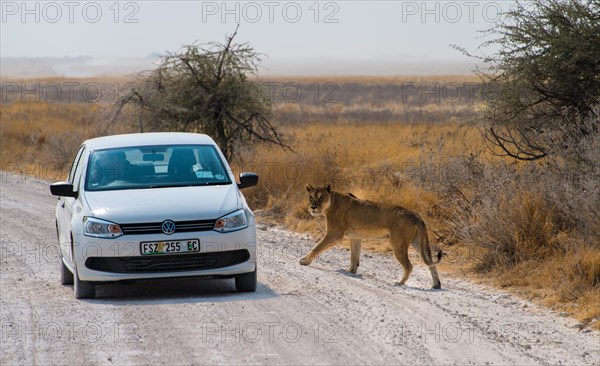 Lioness (Panthera leo) crossing the street next to a car