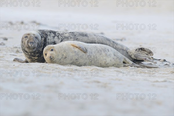 Grey Seals (Halichoerus grypus)