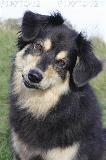 Australian Shepherd mixed-breed dog