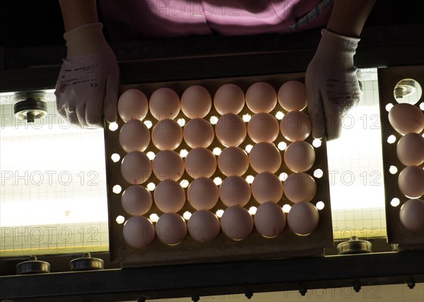 Worker during quality control of Easter eggs