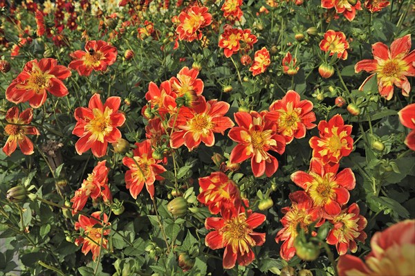 Collerette Dahlia 'Michael Rosch' (Dahlia)
