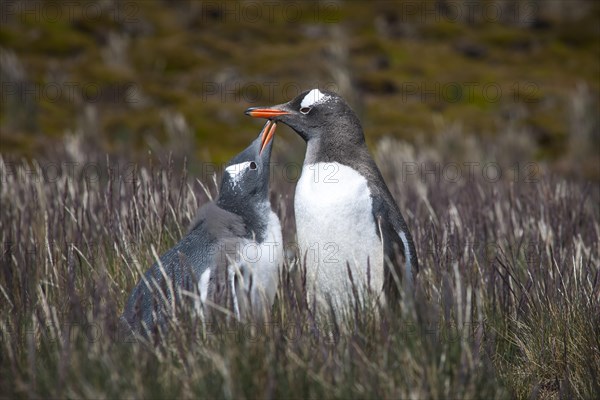 Gentoo Penguin (Pygoscelis papua) feeding young