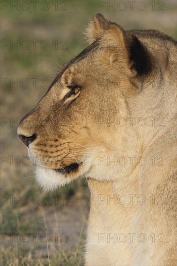 Lion (Panthera leo)