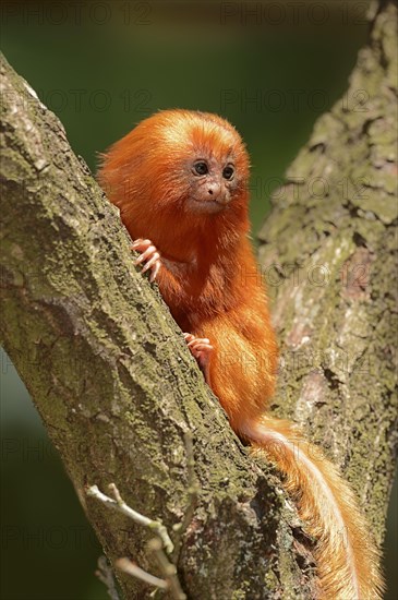 Golden Lion Tamarin (Leontopithecus rosalia)