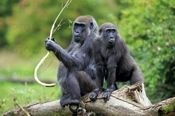 Western Lowland Gorilla (Gorilla gorilla gorilla)
