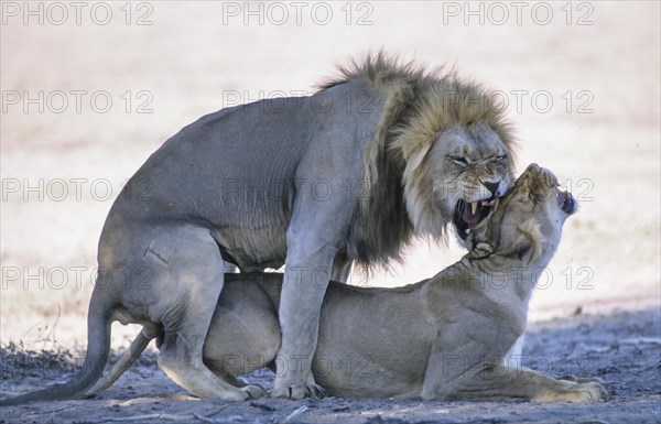 Lion (Panthera leo) mating
