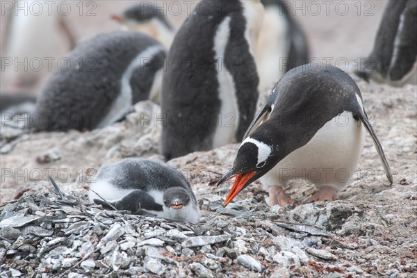 Gentoo Penguin (Pygoscelis papua) and chick at the nest