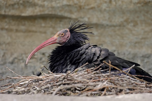 Northern Bald Ibis
