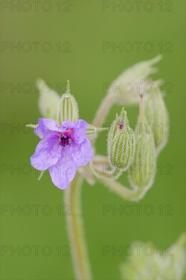 Common Stork's Bill (Erodium ciconium)