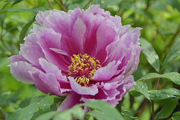 Tree Peony (Paeonia suffruticosa 'Kamata-Nishiki')