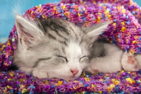 Siberian or Siberian Forest Cat