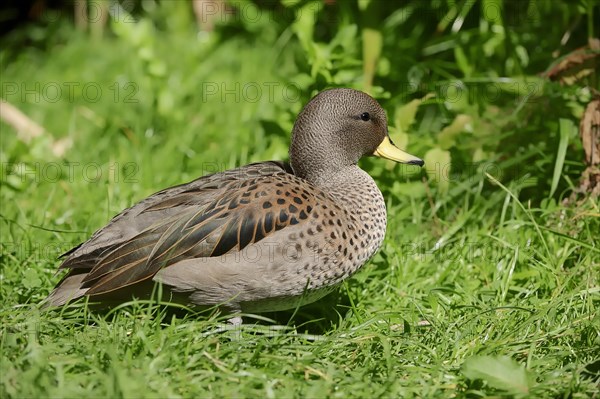 Chile-teal (Anas flavirostris)