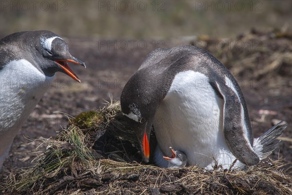 Gentoo Penguin (Pygoscelis papua) with chick at nest