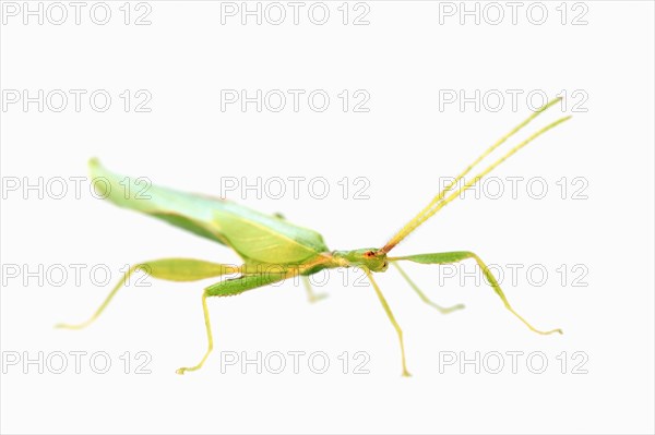 Walking Leaf (Phyllium philippinicum