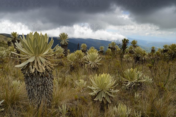Frailejon or Fraylejon (Espeletia pycnophylla) plants in the paramo landscape