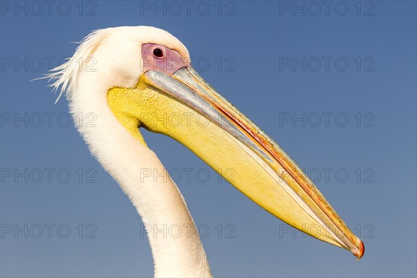 Great White Pelican (Pelecanus onocrotalus)