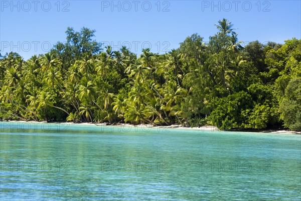 Lagoon with a sandy beach and palm trees