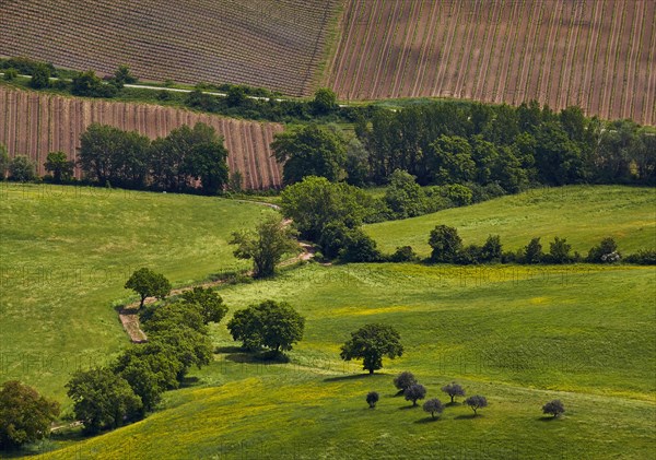 Trees and fields