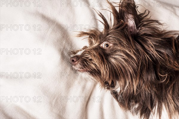 Portrait of a lying brown mixed-breed dog