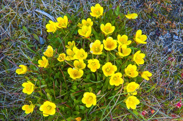 Bog saxifrage (Saxifraga hirculus)