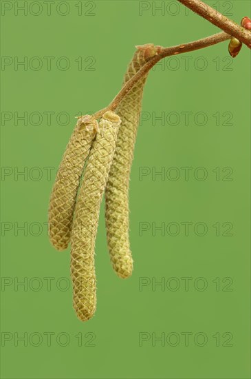 Common Hazel (Corylus avellana)