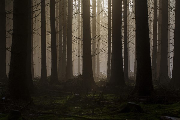 Forest in the evening