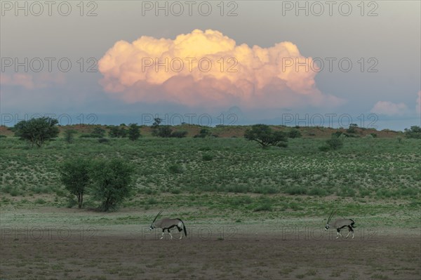 Illuminated cloud over the Auob Valley with Gemsboks (Oryx gazella)
