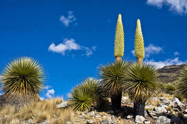 Queen of the Andes or Giant Bromeliads (Puya raimondii)