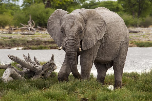 African Elephant (Loxodonta africana)