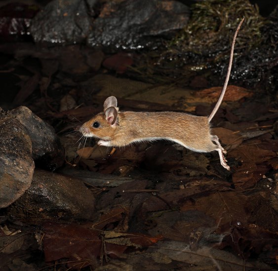 Yellow-necked Mouse (Apodemus flavicollis)