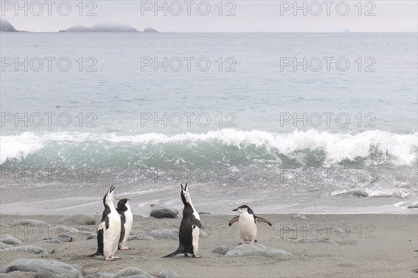 Chinstrap Penguins (Pygoscelis antarcticus)
