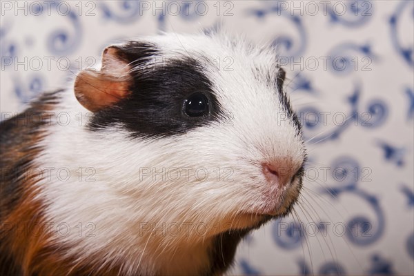 American Crested Guinea Pig