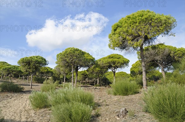 Pine forest